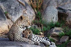 Leopard, Serengeti National Park